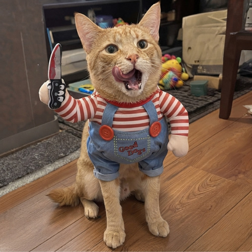 Halloween Pet Costume